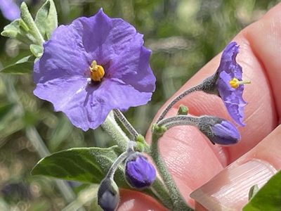 Solanum umbelliferum, photographed by Irene