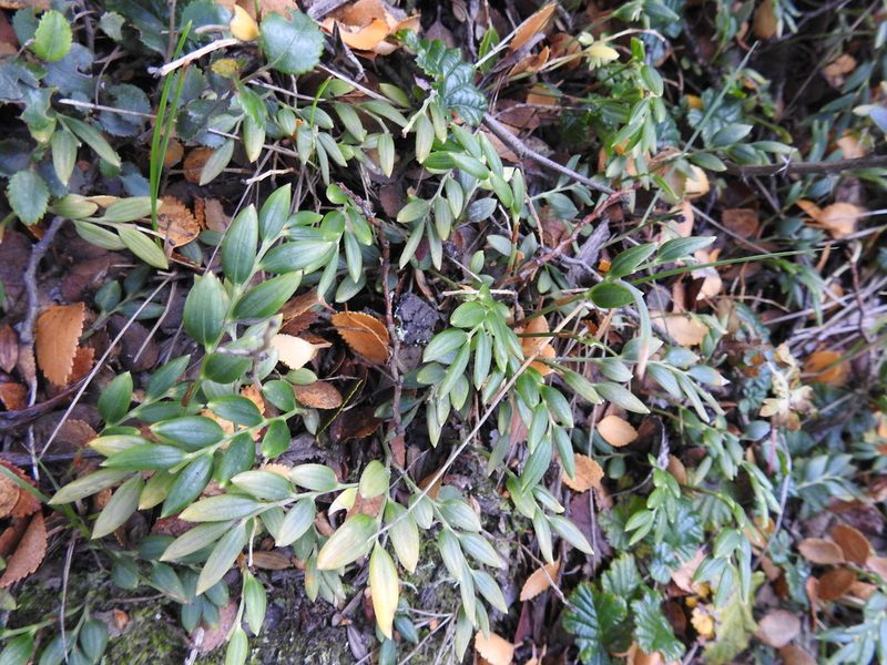 Luzuriaga marginata, photographed by María Regina Silva