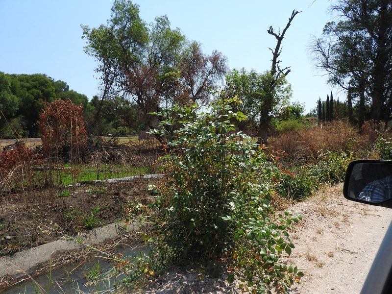 Fraxinus uhdei, photographed by Oscar Alejandro Morales Juárez