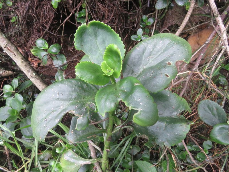 Kalanchoe densiflora, photographed by Juan Carlos Caicedo Hernández