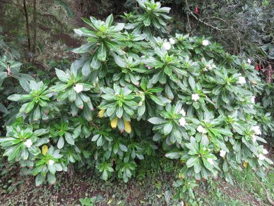 Impatiens sodenii, photographed by Juan Carlos Caicedo Hernández