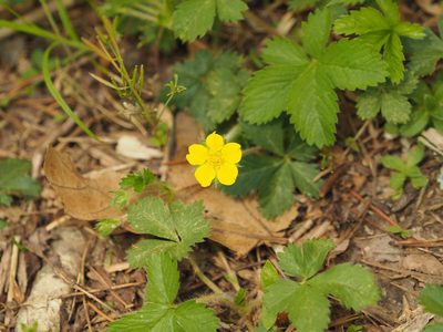 Potentilla canadensis, photographed by mefisher