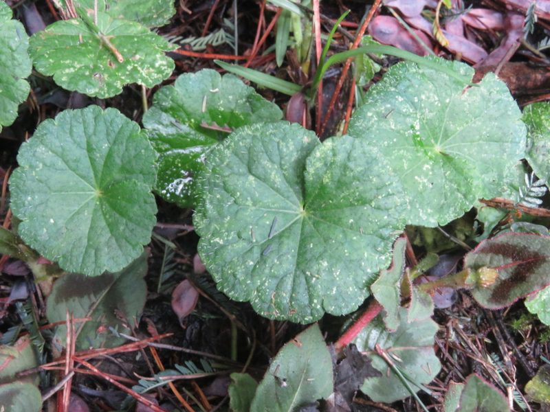 Hydrocotyle bonplandii, photographed by Juan Carlos Caicedo Hernández