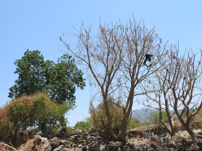 Erythrina americana, photographed by Oscar Alejandro Morales Juárez