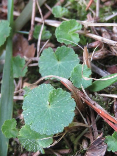Hydrocotyle bonplandii, photographed by Juan Carlos Caicedo Hernández