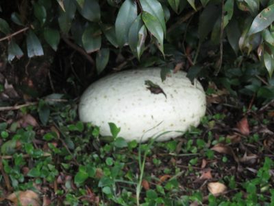 Cucurbita ficifolia, photographed by Juan Carlos Caicedo Hernández