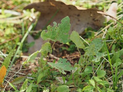 Polygonum perfoliatum, photographed by mefisher