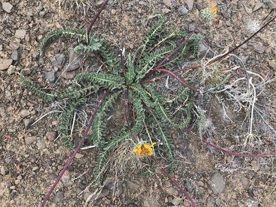 Balsamorhiza hookeri, photographed by Cindy Bell