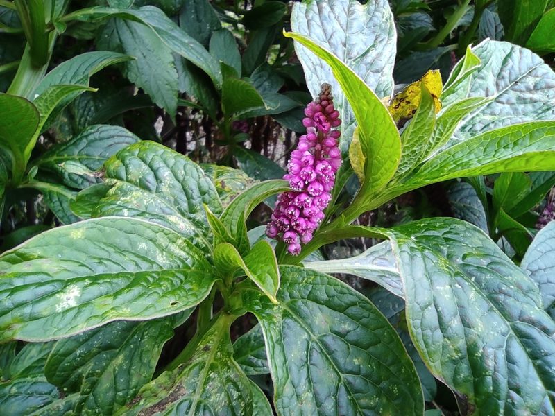 Phytolacca bogotensis, photographed by sandy-espinozaf