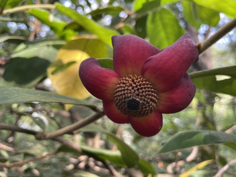 Uvaria grandiflora, photographed by Lawrence Hylton