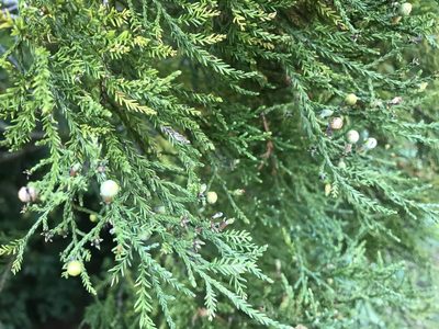 Dacrycarpus dacrydioides, photographed by Halema J