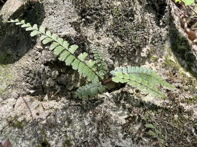 Adiantum ciliatum