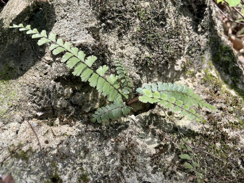 Adiantum ciliatum, photographed by Lawrence Hylton