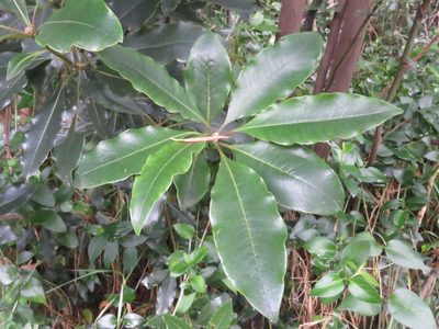 Pittosporum undulatum, photographed by Juan Carlos Caicedo Hernández