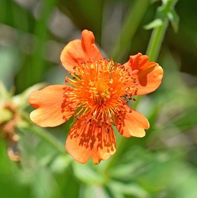 Geum coccineum, photographed by Kostas Zontanos