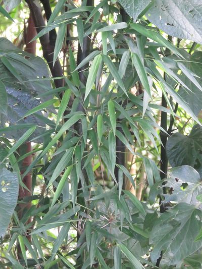 Chusquea scandens, photographed by Juan Carlos Caicedo Hernández