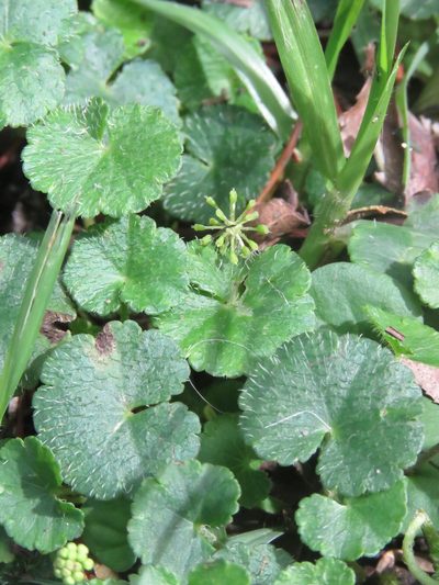 Hydrocotyle bonplandii, photographed by Juan Carlos Caicedo Hernández