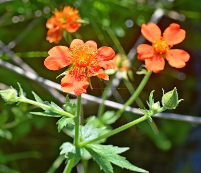 Geum coccineum, photographed by Kostas Zontanos