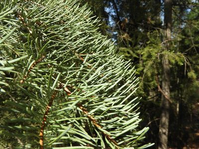 Abies concolor, photographed by Mary K. Hanson