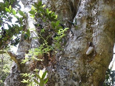 Acaena argentea, photographed by Patricio Novoa