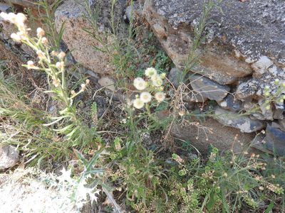 Erigeron bonariensis, photographed by Oscar Alejandro Morales Juárez