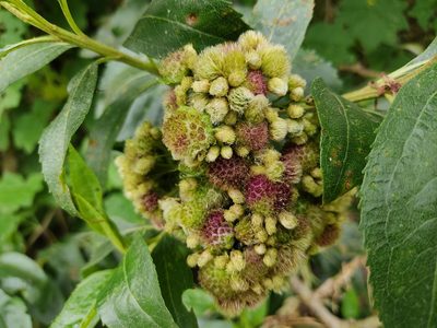 Baccharis latifolia, photographed by sandy-espinozaf