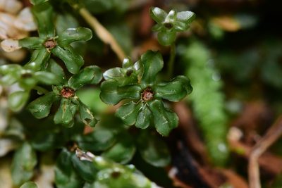 Rhizomnium glabrescens, photographed by Braden J. Judson