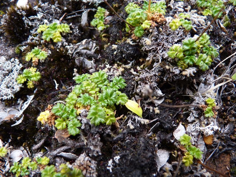 Acaena masafuerana, photographed by Patricio Novoa