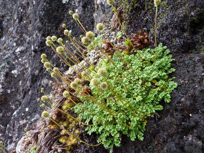 Acaena masafuerana, photographed by Patricio Novoa