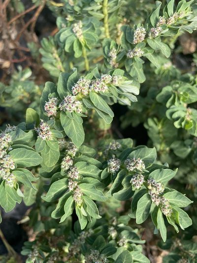 Euphorbia anthonyi, photographed by Jim Riley
