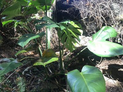 Monstera deliciosa, photographed by Halema J