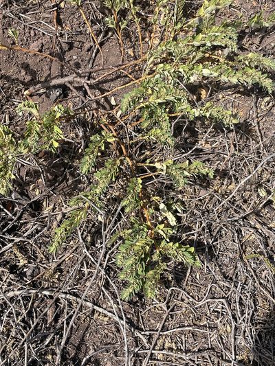 Euphorbia anthonyi, photographed by Jim Riley