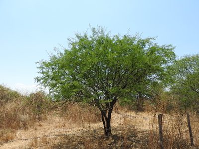 Neltuma laevigata, photographed by Oscar Alejandro Morales Juárez