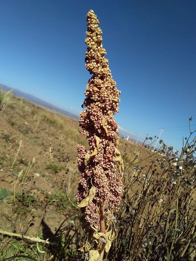 Chenopodium quinoa, photographed by Humber Alberto