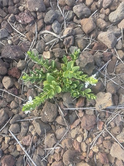 Teucrium townsendii, photographed by Jim Riley