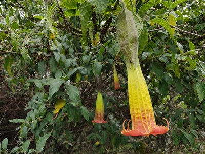 Brugmansia sanguinea, photographed by sandy-espinozaf