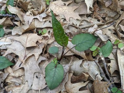 Eurybia divaricata, photographed by Zac Peterson