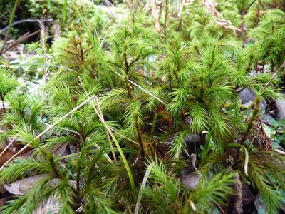 Dendroligotrichum dendroides, photographed by Patricio Novoa