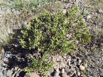 Baccharis tola, photographed by Humber Alberto