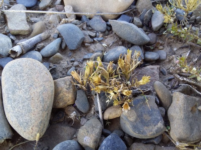 Tagetes filifolia, photographed by Humber Alberto