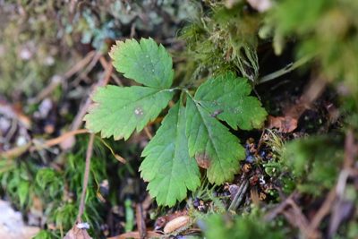 Rubus pedatus, photographed by Braden J. Judson