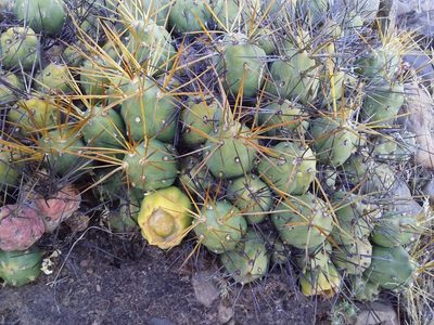 Cumulopuntia boliviana, photographed by Humber Alberto
