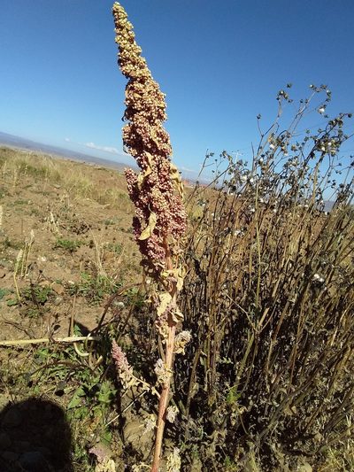 Chenopodium quinoa, photographed by Humber Alberto
