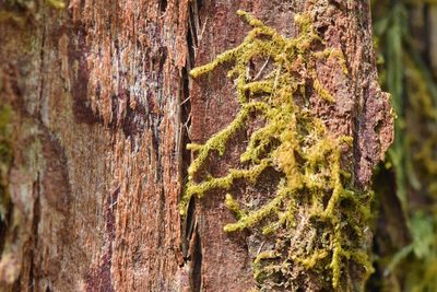 Ptilidium pulcherrimum, photographed by Braden J. Judson
