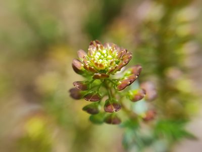 Lepidium bipinnatifidum, photographed by sandy-espinozaf
