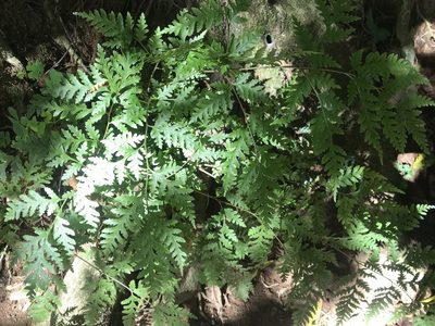 Pteris macilenta, photographed by Halema J