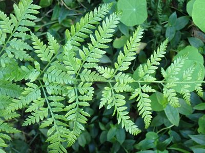 Pteris tremula, photographed by Kelvin Perrie