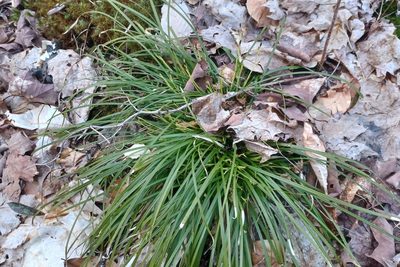 Carex pedunculata, photographed by Quinten Wiegersma