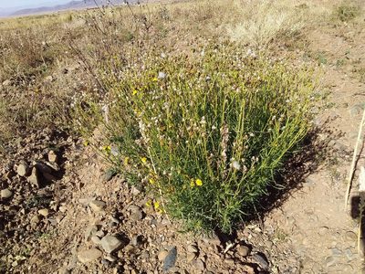 Senecio clivicola, photographed by Humber Alberto
