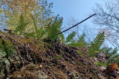 Polypodium virginianum, photographed by Quinten Wiegersma
